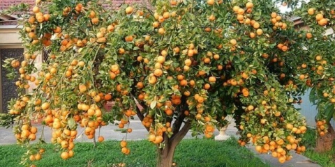 Mandarina: kako i koliko godina raste, kako cvjeta, je li voće ili povrće, drvo ili grm